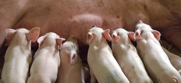 К 2022 году доля крупных свиноферм в Китае вырастет до 58%