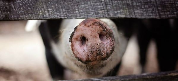 К чему может привести дефицит свинины в Китае?