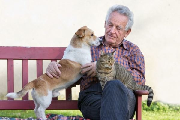   Ученые: Кошки привязываются к людям не меньше собак 