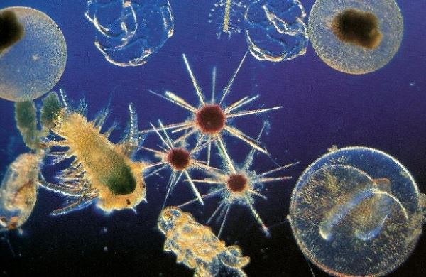 <br />
Восстановление планктона после гибели динозавров заняло 13 миллионов лет<br />
