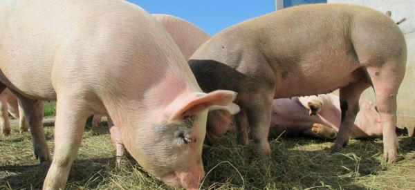 На мировом рынке растут цены на свинину из-за АЧС в Китае